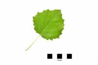 Peuplier tremble - feuille isolée sur fond blanc (Populus tremula)